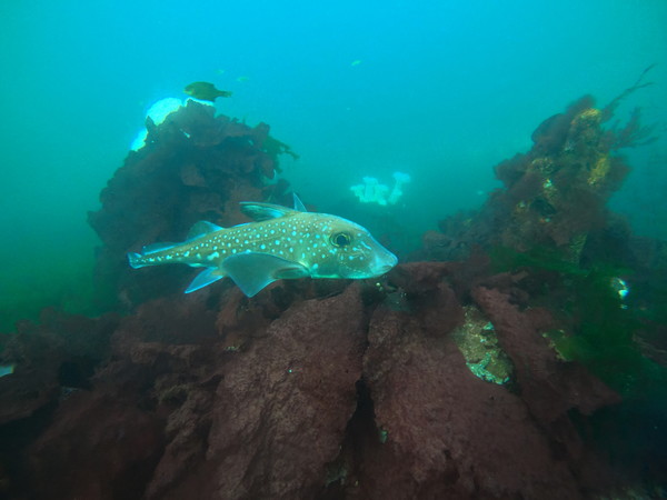 curious ratfish