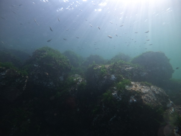 the jetty doing a tropical aquarium impersonation