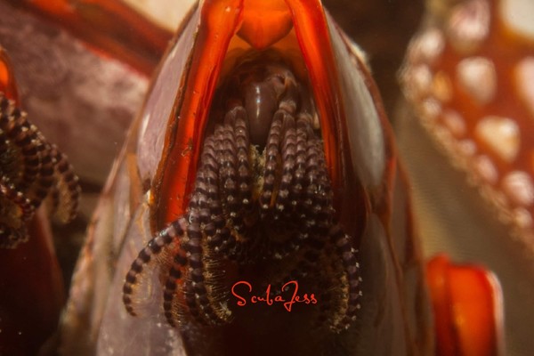Red Lipped Barnacles closeup aka alien mouth