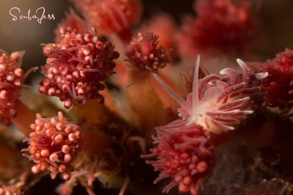 Pomegranate Nudibranch enjoying the delicious raspberry hydroids at Port McNeil BC
