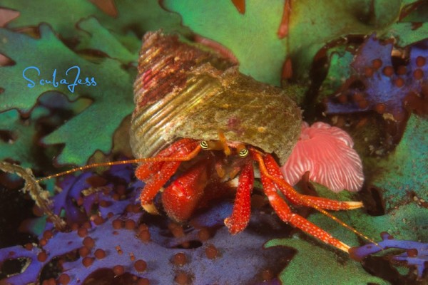 My favorite hermit crab! Isn't he so CUTE! Ann's Wall Near Nakwato Rapids BC