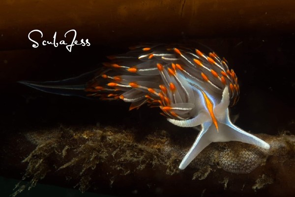 I had fun watching Brandon Cole take pics of this cool Nudibranch. It was so delightful diving with him and Melissa. They are true Dive legends!
