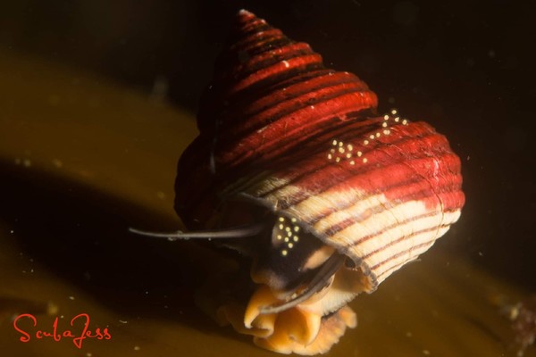 Dive flag painted top snail with eggs