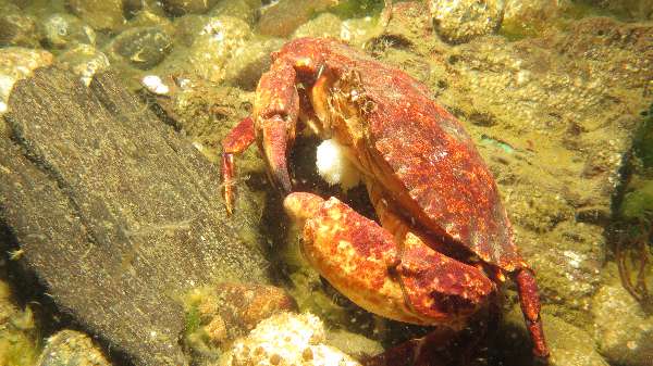 IMG_0737 crab_resized.jpg