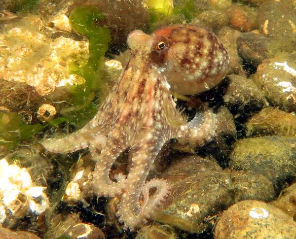 Octo Redondo_resized.jpg