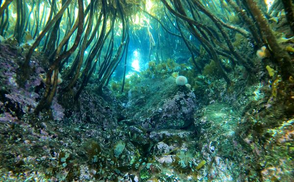 Kelp cathedral