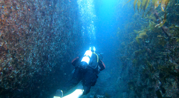 Canyon at Brannholme dive site