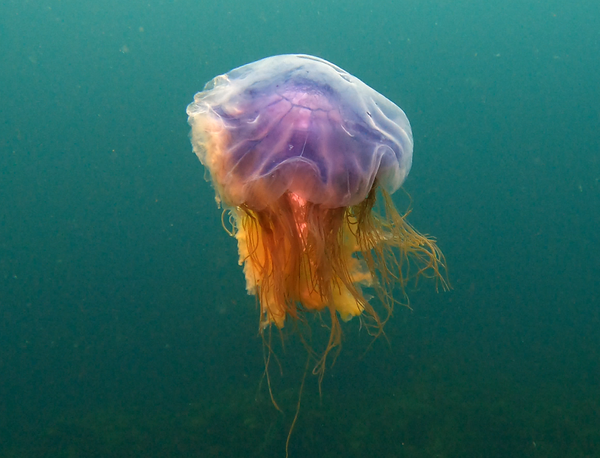 Jellyfish at Brannholme dive site