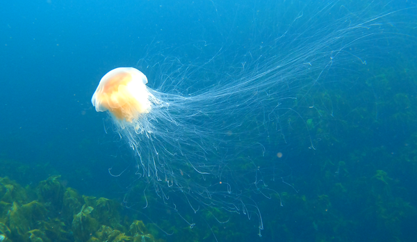 Jellyfish at Brannholme dive site