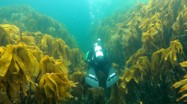 Sjeoya dive site canyon