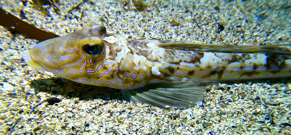 Sjeoya dive site