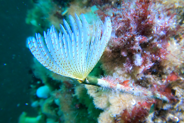 Tube worm