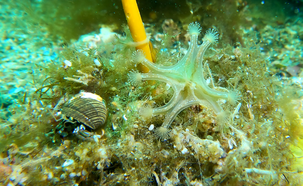 Stalked jellyfish