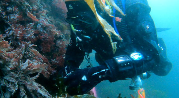 Removing lost fishing gear caught on the kelp