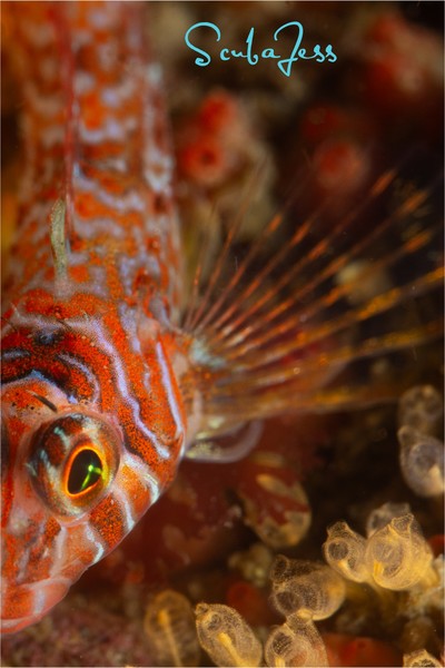 Pretty Longfin Sculpin at Salt Creek WA