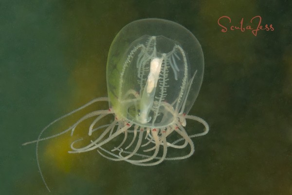 Red Eye Medusa Jellyfish at Salt Creek