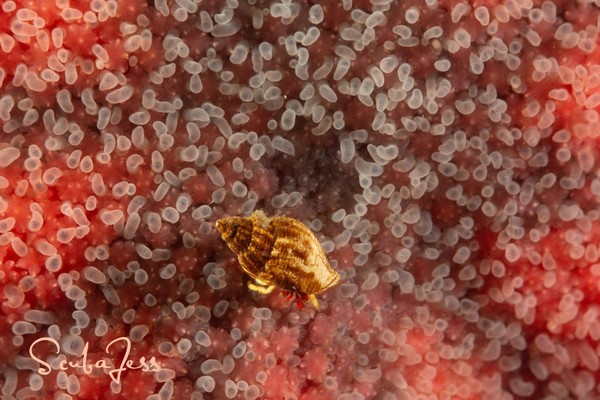 Tiny hermit crab enjoying a colorful Stimpson Star at Seiku