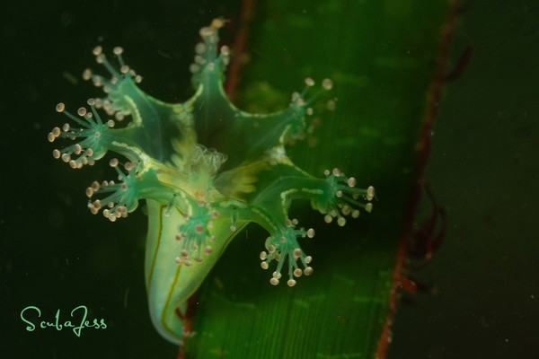 Stalked Jellyfish at Sekiu