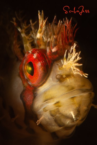 Mosshead Warbonnet looking cool at Keystone