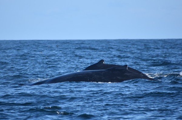 Mother with calf