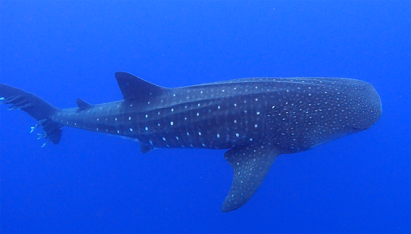 Whale shark!