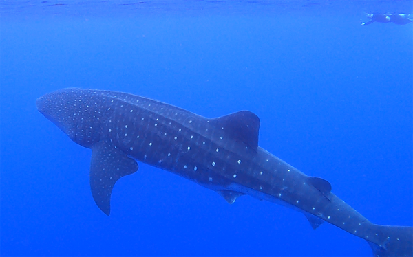 Whale shark!