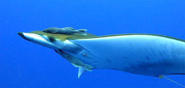 Mobula ray.