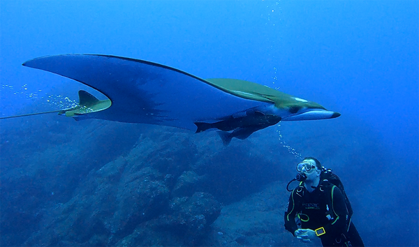 Mobula ray.