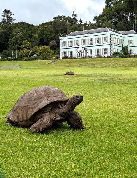 Johnathan is the oldest living land animal on earth. Maybe 192 years old?