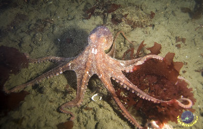 more octo (night dive)