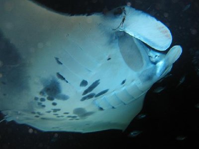 IMG_1557 manta + (Small).JPG