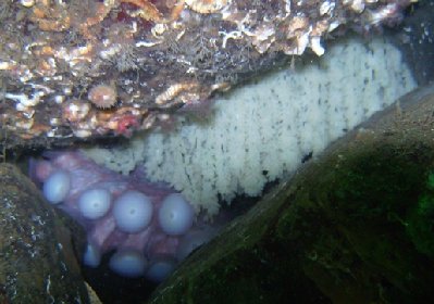 Octo on Eggs - South Fingers