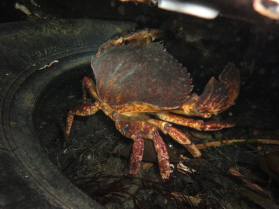 This was the crab who was lifting the tire