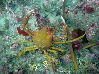 Kelp-Crab.jpg