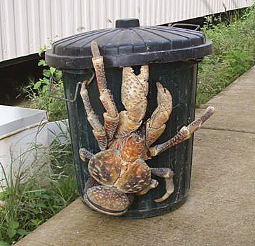 Garbage Crab.jpg