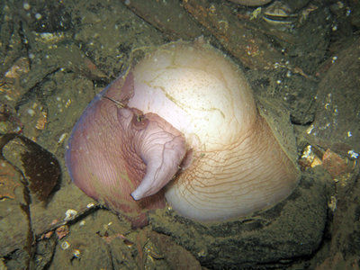 Lewis's Moonsnail picture taken during a different dive